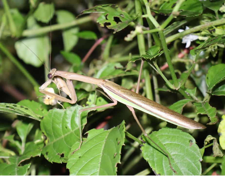 ヤブカラシ_オオカマキリ♂の食事 2021年8月18日 19時45分頃 気温26度